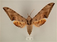 臺灣鷹翅天蛾藏品圖，第1張