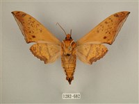 臺灣鷹翅天蛾藏品圖，第2張