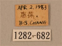 臺灣鷹翅天蛾藏品圖，第3張