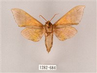 榆綠天蛾藏品圖，第2張