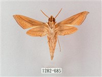 單斜紋天蛾藏品圖，第2張