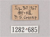 單斜紋天蛾藏品圖，第3張