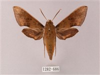 臺灣白肩天蛾藏品圖，第1張