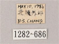 臺灣白肩天蛾藏品圖，第3張