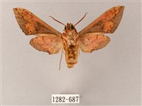 雙斑白肩天蛾藏品圖，第2張