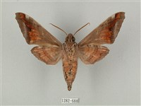 全緣缺角天蛾藏品圖，第2張