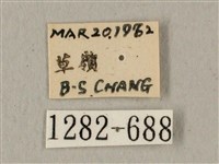 全緣缺角天蛾藏品圖，第3張