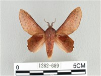 臺灣枯葉蛾藏品圖，第1張