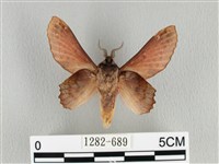 臺灣枯葉蛾藏品圖，第2張