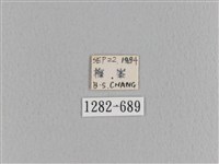 臺灣枯葉蛾藏品圖，第3張