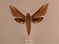 背線天蛾藏品圖，第1張