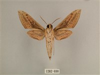 背線天蛾藏品圖，第2張