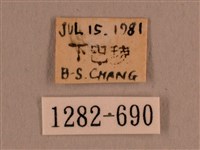 背線天蛾藏品圖，第3張