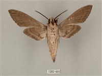 蝦殼天蛾藏品圖，第2張