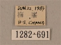 蝦殼天蛾藏品圖，第3張