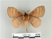 波紋枯葉蛾藏品圖，第2張