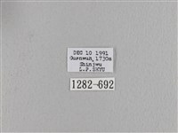 波紋枯葉蛾藏品圖，第3張