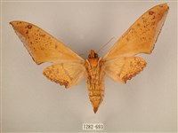 臺灣鷹翅天蛾藏品圖，第2張