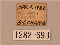 臺灣鷹翅天蛾藏品圖，第3張