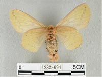 青枯葉蛾藏品圖，第2張