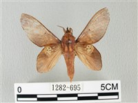 緣斑枯葉蛾藏品圖，第1張