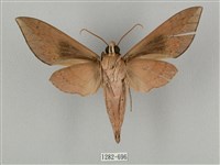 鋸線天蛾藏品圖，第2張