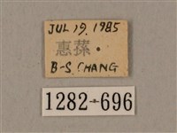 鋸線天蛾藏品圖，第3張