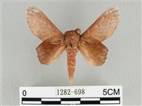 臺灣枯葉蛾藏品圖，第1張