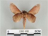 臺灣枯葉蛾藏品圖，第2張