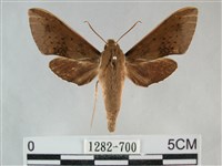 隱紋白肩天蛾藏品圖，第1張