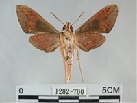 隱紋白肩天蛾藏品圖，第2張