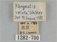 隱紋白肩天蛾藏品圖，第3張