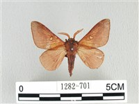 月斑枯葉蛾藏品圖，第1張