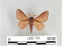 月斑枯葉蛾藏品圖，第2張