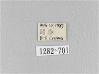 月斑枯葉蛾藏品圖，第3張