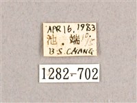 枯球籮紋蛾藏品圖，第3張