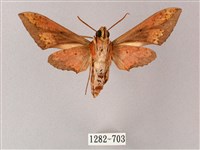 雙斑白肩天蛾藏品圖，第2張