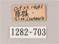 雙斑白肩天蛾藏品圖，第3張