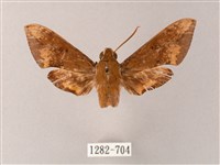 臺灣白肩天蛾藏品圖，第1張