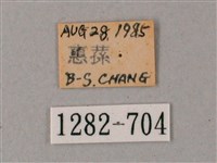 臺灣白肩天蛾藏品圖，第3張