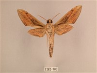 背線天蛾藏品圖，第2張