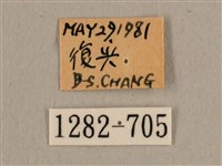 背線天蛾藏品圖，第3張