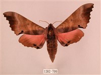 桃紅六點天蛾藏品圖，第1張