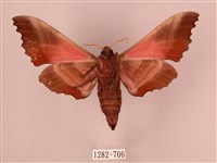 桃紅六點天蛾藏品圖，第2張