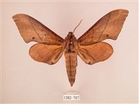 直翅六點天蛾藏品圖，第1張