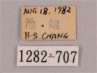 直翅六點天蛾藏品圖，第3張