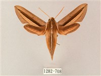 單斜紋天蛾藏品圖，第1張