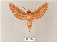 單斜紋天蛾藏品圖，第2張