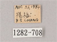 單斜紋天蛾藏品圖，第3張