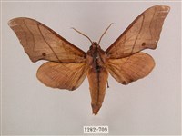 直翅六點天蛾藏品圖，第1張